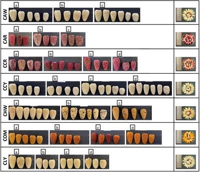 Diversity of the Peruvian Andean maize (Zea mays L.) race Cabanita: Polyphenols, carotenoids, in vitro antioxidant capacity, and physical characteristics
